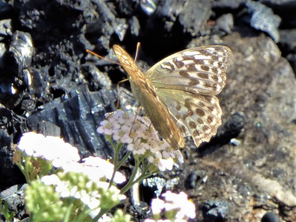 Argynnis paphia (valesina)